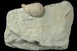 Cystoid (Holocystites) Fossil - Indiana #186796-1